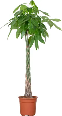 Produktbild von Bloomique - Pachira Aquatica - Glückskastanie - Zimmerpflanzen Groß - Luftreinigend - Pflegeleicht - Höhe 130-150 cm - Topf 27 cm