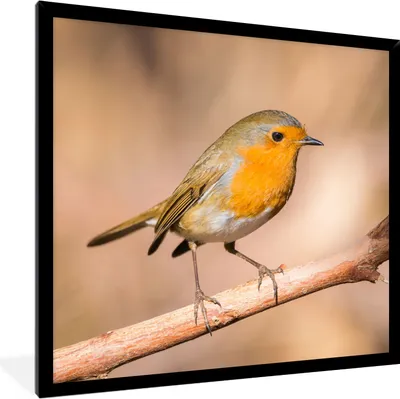 Produktbild von MuchoWow® Gerahmtes Poster Vogel - Zweig - Rotkehlchen 40x40 cm - Poster mit Schwarzem Bilderrahmen Wandposter Rahmen Foto Bilder - Mit Rahmen - Wanddekoration Schlafzimmer