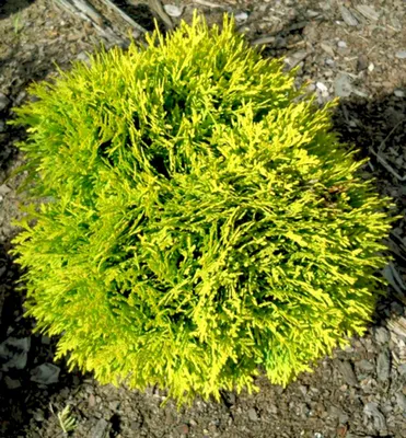 Produktbild von Lebensbaum ´MIRJAM®´ 15-20 cm, Cont. 2 l