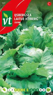 Produktbild von Eisbergsalat Calmar Samen - Ca. 1 gr | VT_927