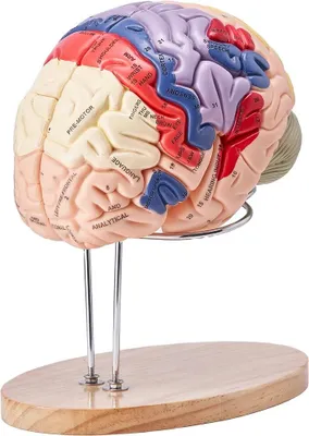 Produktbild von Anatomie des menschlichen Gehirns, 4-teiliges anatomisches Modell des menschlichen Gehirns in doppelter Lebensgröße mit Beschriftungen und Display-Sockel, farbcodiertes, abnehmbares Gehirnmodell für wissenschaftliche Forschung, Lehre, Lernen, Studium und Ausstellung