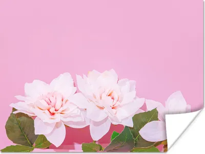 Produktbild von MuchoWow® Poster Blüte - Sommer - Rosa 120x90 cm - Wandbild