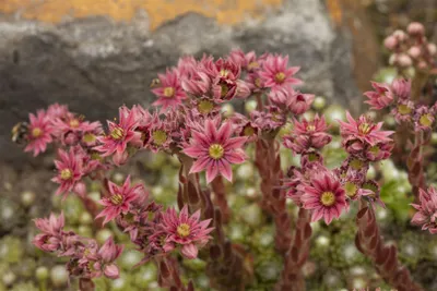 Produktbild von Sempervivum arachnoideum, Spinnweb-Hauswurz, ca. 9x9 cm Topf