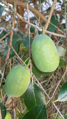 Image de Feijoa sellowiana / Goyave verte