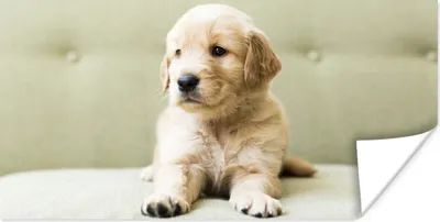 Produktbild von MuchoWow® Poster Golden Retriever Welpe auf dem Sofa liegend 120x60 cm - Bild
