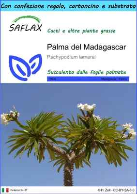 Immagine prodotto di SAFLAX Set regalo - Palma del Madagascar - 10 semi - Pachypodium