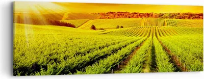 Produktbild von Bild auf Leinwand - Leinwandbild - Land Weingut Pflanzung - 90x30cm - Wand Bild - Wanddeko - Leinwanddruck - Bilder - Kunstdruck - Wanddekoration - Leinwand bilder - Wandkunst - AB90x30-2694