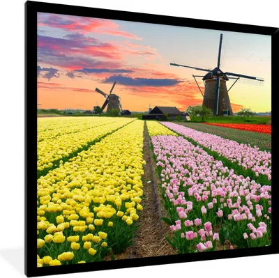 Produktbild von MuchoWow® Gerahmtes Poster Windmühle - Tulpen - Blumen - Niederlande 40x40 cm - Poster mit Schwarzem Bilderrahmen Wandposter Rahmen Foto Bilder - Mit Rahmen - Wanddekoration Schlafzimmer