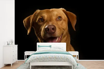 Produktbild von MuchoWow® Fototapete für Wohnzimmer oder Schlafzimmer Wandtapete Vinyl Motivtapete Hund - Haustiere - Porträt - 600x400 cm - Vinyltapeten