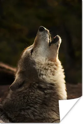 Produktbild von MuchoWow® Poster Wolf - Grau - Tiere 20x30 cm - Papierdruck