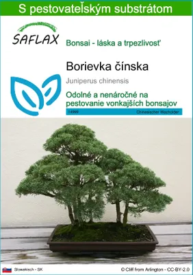Obrázok produktu pre SAFLAX - Borievka čínska - Juniperus chinensis - 30 Semená - S pestovateľským substrátom bez klíčkov