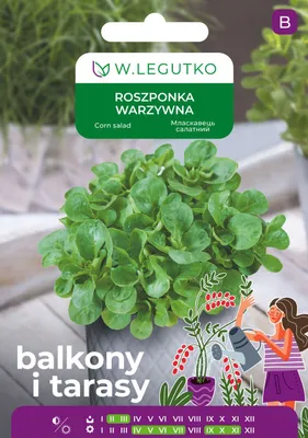 Zdjęcie produktu dla Roszponka Valerianella locusta Legutko