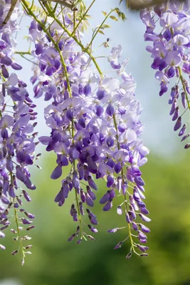 Produktbild von Wisteria sinensis, Chinesischer Blauregen, 60–100 cm
