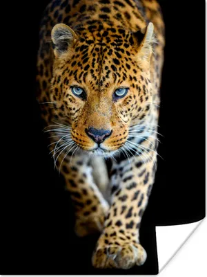 Produktbild von MuchoWow® Poster Leopard - Tiere - Porträt - Wildtiere - Schwarz 120x160 cm - Wandbilder