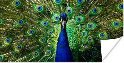 Produktbild von MuchoWow® Poster Pfau - Federn - Augen - Blau 160x80 cm - Foto Poster