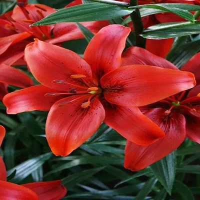 Produktbild von Lilie Blumenzwiebeln Zwiebeln Blumen Asiatische Lilie Red County 1 St.
