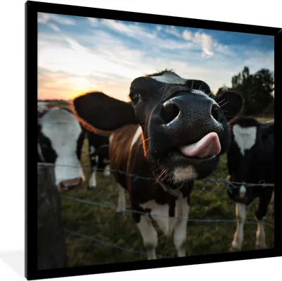 Produktbild von MuchoWow® Gerahmtes Poster Kuh - Tiere - Natur - Ausgezeichnete Zunge 40x40 cm - Poster mit Schwarzem Bilderrahmen Wandposter Rahmen Foto Bilder - Mit Rahmen - Wanddekoration Schlafzimmer