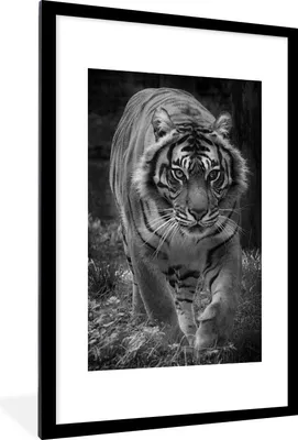 Produktbild von MuchoWow® Gerahmtes Poster Tiger - Gras - Wilde Tiere 60x90 cm - Poster mit Schwarzem Bilderrahmen Wandposter Rahmen Foto Bilder - Dekoration - Wandposter Wohnzimmer - Hochwertig