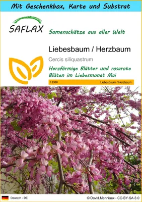 Produktbild von SAFLAX Geschenk Set - Liebesbaum / Herzbaum - Cercis siliquastrum - 60 Samen - Mit Geschenkbox, Versandaufkleber, Geschenkkarte und Anzuchtsubstrat