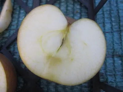 Produktbild von Herbstapfel Zabergäurenette - Malus domestica - 140-150cm