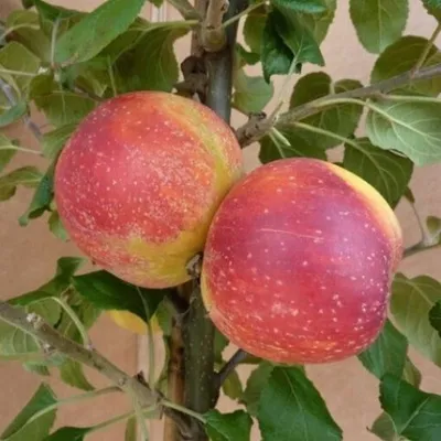 Produktbild von Rote Alkmene für Allergiker geeignet Buschbaum 110-140 cm im 7,5 Liter Topf Unterlage M9