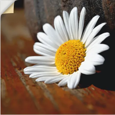 Produktbild von ARTland Wandbild, selbstklebend Margeriten Stillleben Größe: 50x50 cm