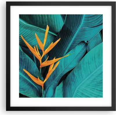 Produktbild von Gerahmtes Poster - Schwarzer Rahmen - Blumen Tropen Blätter - 40x40 cm - Wand Bild - Wanddeko - Wandbilder - Kunstposter - Wandposter - Bilderrahmen - Bilder - Kunstdruck - P2BAC40x40-5116