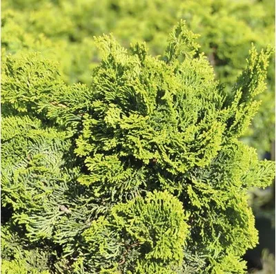 Produktbild von Zwergmuschelzypresse Botanico Chamaecyparis obtusa 'Nana Gracilis' H 20-25 cm Co 3,7 L