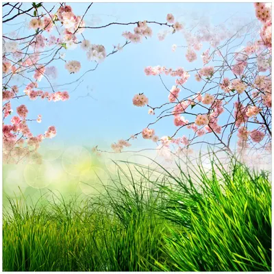 Produktbild von Wallario Premium Glasbild, freischwebende Optik, kräftige Farben, Größe 50 x 50 cm Motiv Kirschblütenzweige und grüne Wiese- Frühling