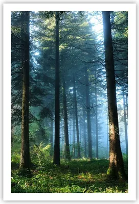Produktbild von Poster - Poster ohne Rahmen - Wald Dämmerung die Sonne - 61x91,5 cm - Wand Bild - Wanddeko - Wandbilder - Kunstposter - Wandposter - Bilder - Kunstdruck - Wanddekoration - Wandbild - P2XPA61x91-4398