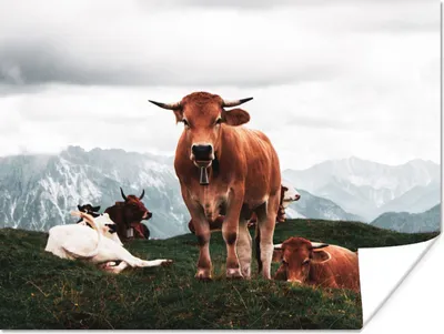 Produktbild von MuchoWow® Poster Tiere - Kuh - Berg 160x120 cm - Foto Plakat