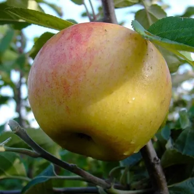 A close-up of an apple on a tree branch.