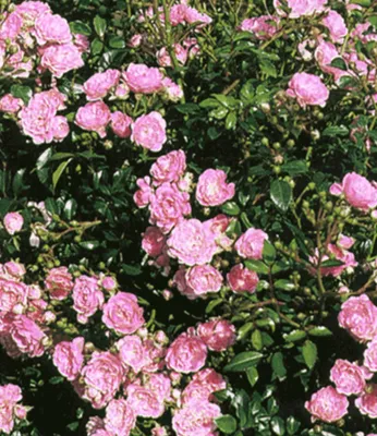 Produktbild von BALDUR Garten 1x Rose 'The Fairy', Pflanze im 9x9 cm-Topf, Bodendeckerrose, winterhart, mehrjährig, blühend, Schnittblume, Rosa Hybride, Beetrose, große Blütenfülle, Bodendeckerrose