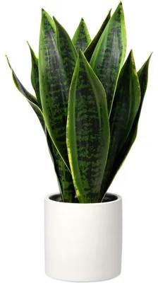 Obrázek produktu pro Umělá rostlina Sansevieria v bílém keramickém květináči, výška 40,6 cm, zelená
