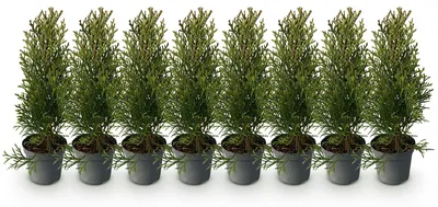 Image de Green boutiQ - Plantes de haie - Thuja occidentalis Smaragd - feuillage vert - 8 plants - 1 mètre linéaire - à feuillage persistant - pot de 9 cm, hauteur 30 cm