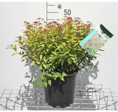 Obrázek produktu pro Spiraea jap. 'Goldflame' - Nevěstinná spirea 40- 50 cm - Kontejnerová rostlina
