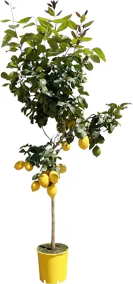 Zdjęcie produktu dla Trendyplants - Drzewko cytrynowe - Roślina ogrodowa - Wysokość 170-190 cm - Rozmiar doniczki Ø24 cm - Cytryna cytrusowa