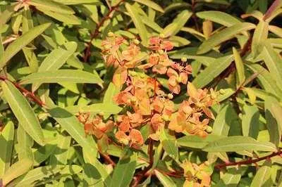 Zdjęcie produktu dla 6 x Euphorbia griffithii 'Dixter' - wilczomlecz - doniczka 9 x 9 cm