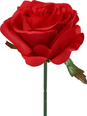 Produktbild von 6 x  Rosen Rosenblüten Stiele L19cm Rot  Rosenpick