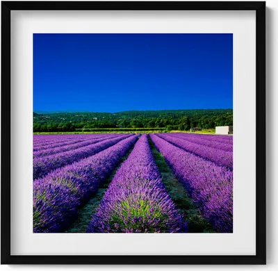 Produktbild von Lavendelfeld in der Provence– Wandbild mit Rahmen – Gerahmtes Bild  – Wanddekoration – 50x50 cm –  Schwarz Rahmen
