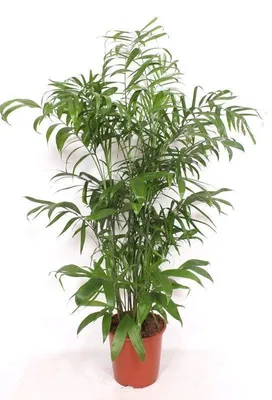 Image de Chamaedorea seifrizii, palmier de montagne, plante de 170cm, palmier