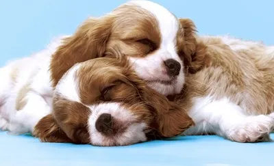 Produktbild von 20 Servietten Puppy Love - Kuschelnde Hunde 33x33cm