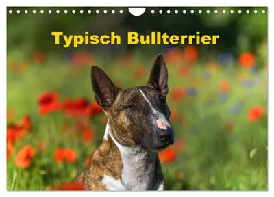Produktbild von Typisch Bullterrier (Wandkalender 2027 DIN A4 quer), CALVENDO Monatskalender