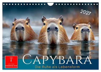 Produktbild von Capybara - die Ruhe als Lebensform (Wandkalender 2027 DIN A4 quer), CALVENDO Monatskalender