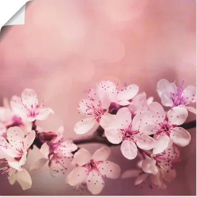 Produktbild von ARTland Poster Kirschblüten Größe: 100x100 cm