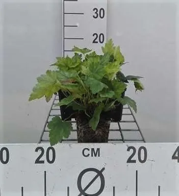 Immagine prodotto di 6 x Heucherella alba 'Bridget Bloom' - Fiore di schiuma bastardo - vaso 9 x 9 cm