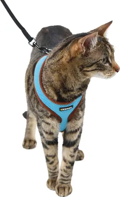 Produktbild von Kerbl Katzengeschirr Active blau mit Leine 120 cm