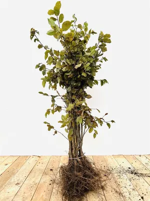 Produktbild von Carpinus betulus, Hainbuche, 60–80 cm