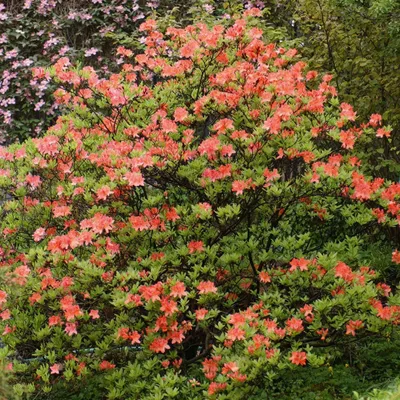 Produktbild von Bakker.com - Mollis Azalee orangerot, Der topf / 1.5L / Lieferhöhe 20-25cm