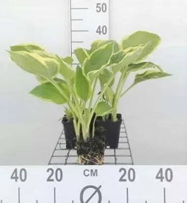 Immagine prodotto di 6 x Hosta hybr. 'Aureomarginata' - Hosta - vaso 9 x 9 cm